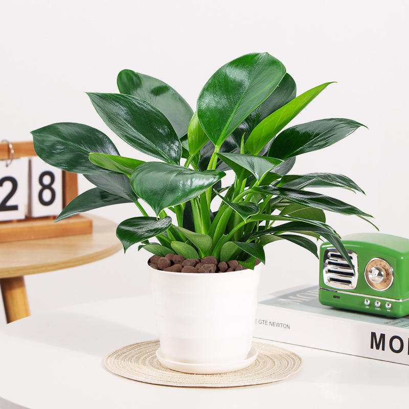 골든다이아몬드 25cm 3그루(나사화분) + 영양액