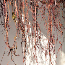 �����Ř�������횘��v�����ٵ���b����������ٻ��ٗl���ֲ��