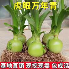可食用药用虎眼万年青植物四季长青盆栽种球海葱玻璃球花卉旱三七