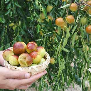 Red Date Fruit Saplings, Potted Plants Planted in the North and South, Grafted with Zhanhua Winter Dates, Green Dates, Jun Dates, Gray Date Saplings