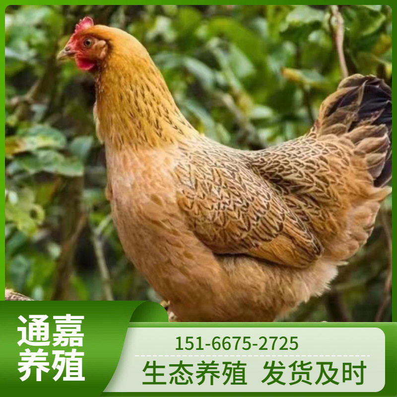 麻羽绿壳蛋鸡鸡苗价格 出售脱温半大麻羽鸡苗活体小鸡母鸡成品鸡