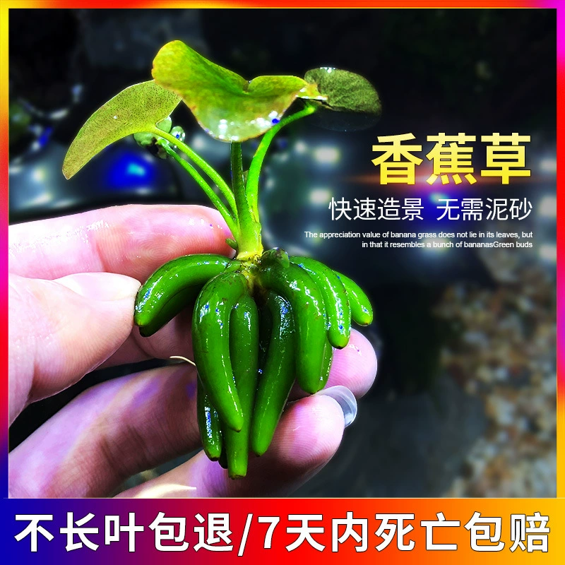 Мини Банановая трава узел Банановая трава живая водная Трава Аквариум озеленение настоящая водная трава озеленение аквариума в наличии оптом