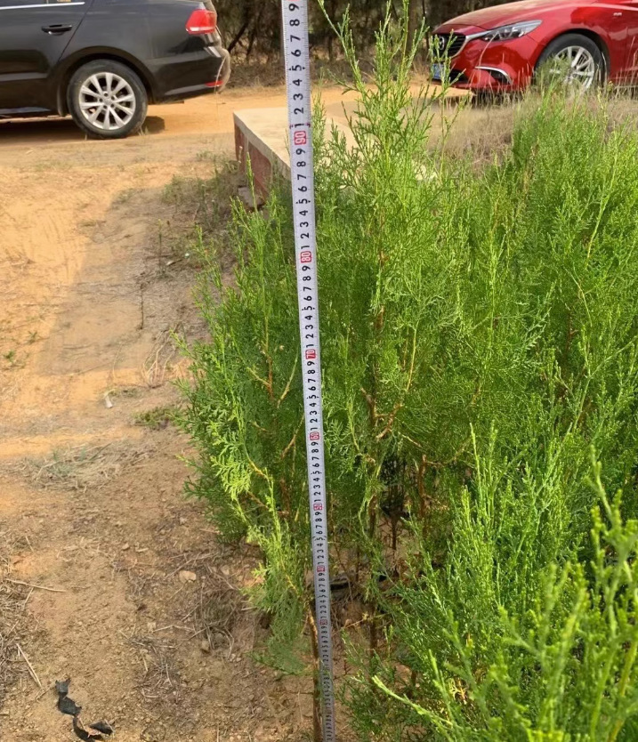 一件代发塔柏树苗松树刺柏侧柏柏树蜀桧松宝塔松龙柏四季长青地栽