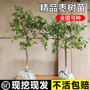 �ش󶬗������������޽Ә����Ϸ��������Ե���ͥԺ�Nֲ������