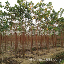 广东菩提树大型榕树思维树厂区绿化树木容器苗木庭院行道风景树木