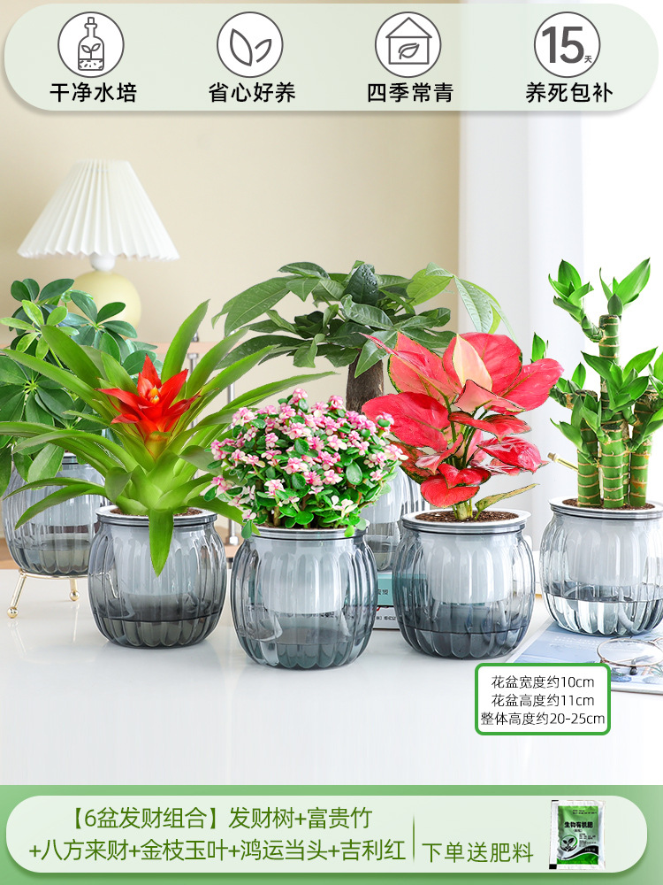[6 화분 행운 조합] 돈나무 + 행운의 대나무 + 사방에서 오는 부 + 금가지와 옥잎 + 행운 + 상서로운 빨간색