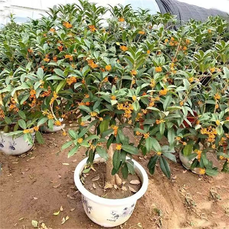 桂花树苗盆栽含盆四季桂沉香桂丹桂八月金桂浓香型庭院室内外盆景