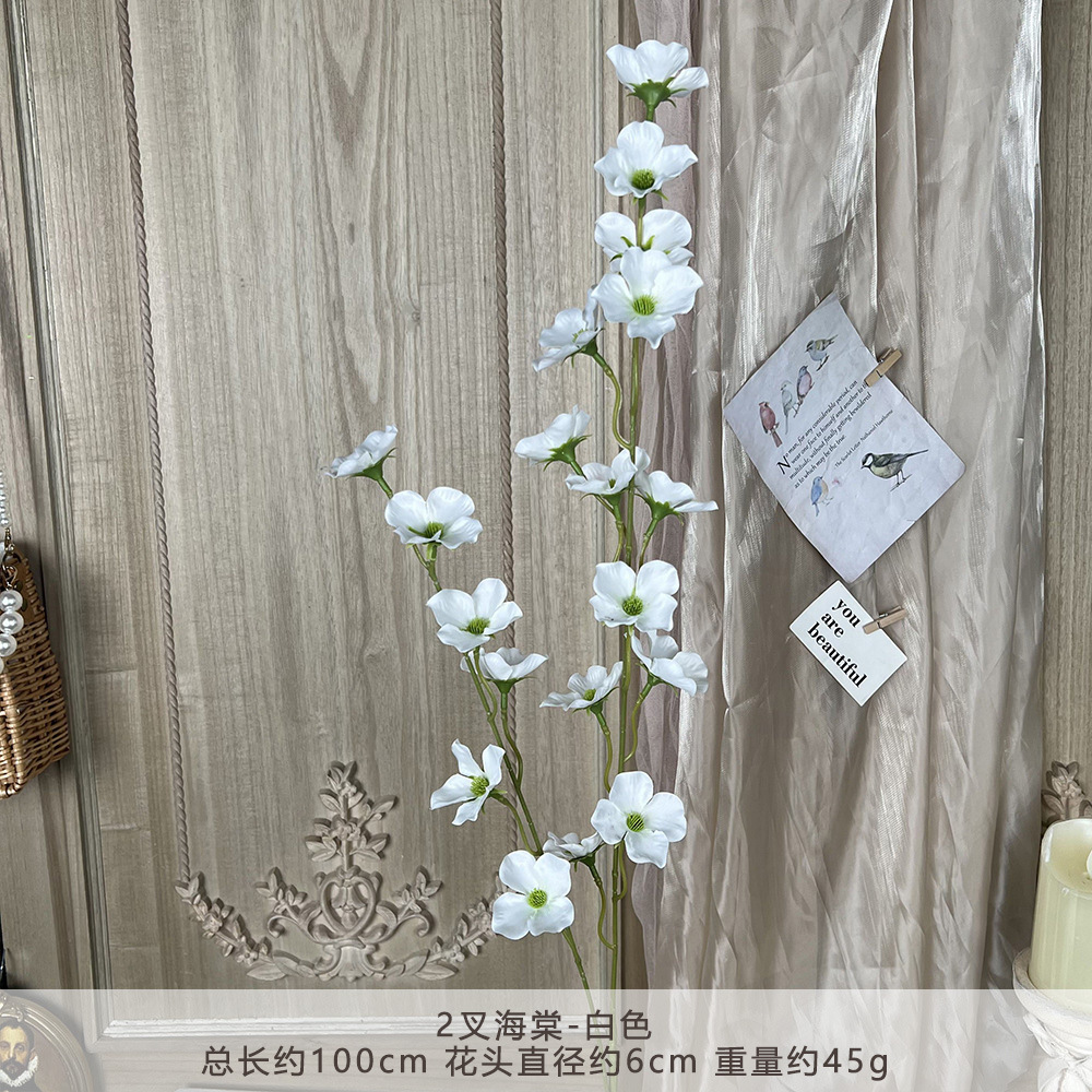 YM-2 บีโกเนียสีขาวแบบแยก