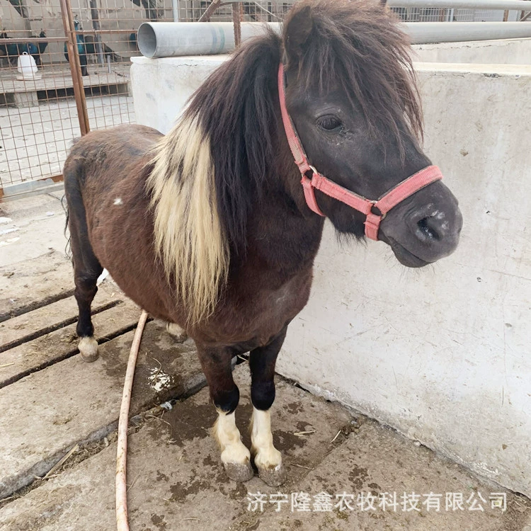 Живые животные-пони-кони-пони-кони-кони-кони-кони-кони дети катаются на пони-пони