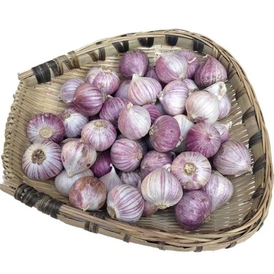 雲南農家自種紫皮獨頭蒜（幹蒜）紫皮大蒜紅皮獨頭蒜壹件代發