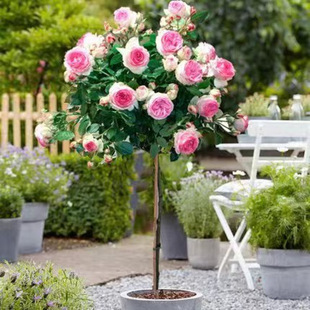 Tree Stump Rose Seedlings Extra Large Flower Garden Plant Grafting All Year Round Tree-Shaped Lollipop Rose Saplings Potted Florals