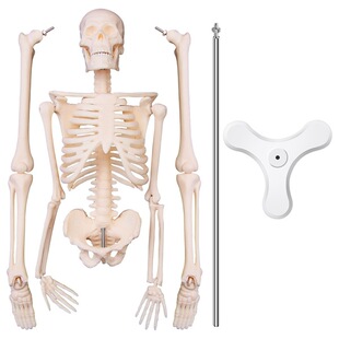 1�� ��ɫ PVC С����ģ�� ���w�̌W�Ǽ� ���wģ�� �ߴ磺45cm ��