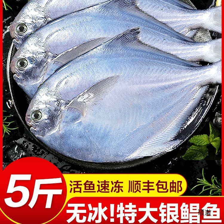 新鲜银鲳鱼金鲳鱼冷冻海鲜水产鲜活海鱼小鲳鱼昌鱼平鱼鲳鳊鱼晶鱼