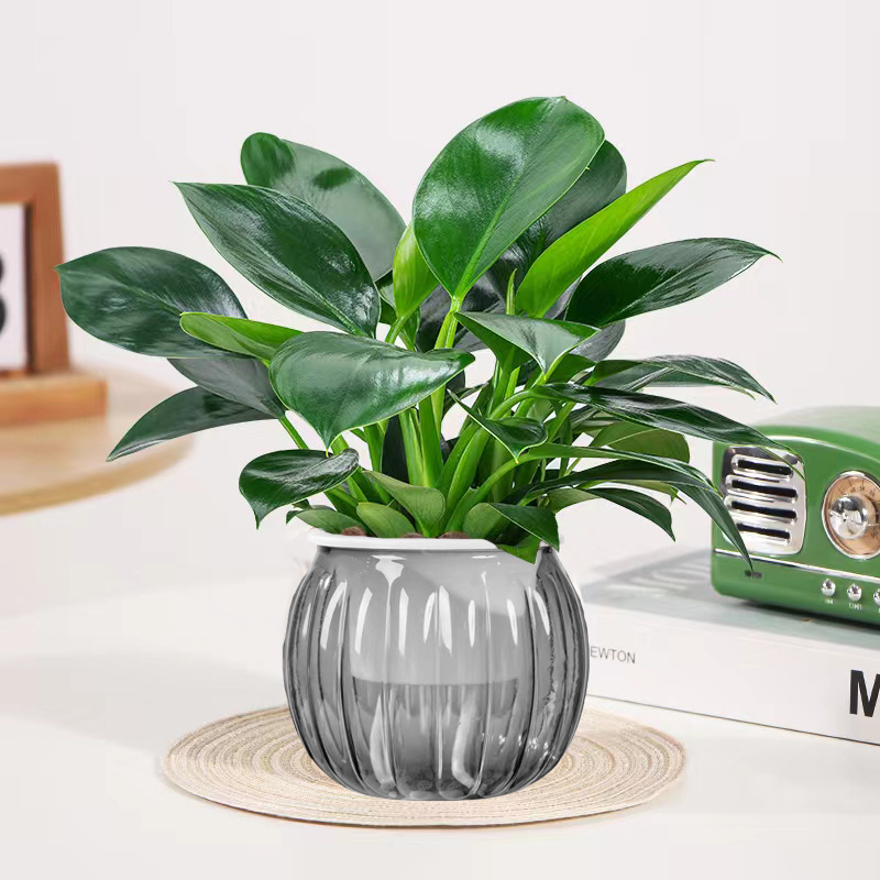 [두인 핫모델] 골든다이아몬드 25cm 3그루(투명회색 호박흡수대) + 영양액