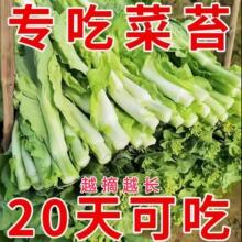 �ײ�̦�N���ͺ��ļ����N�߮a�҃����̨�������Գ԰ײ��߲˷N��