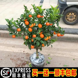沙糖桔子树苗带果地栽橘子苗树盆栽蜜柑橘南方种植砂糖橘子树果苗