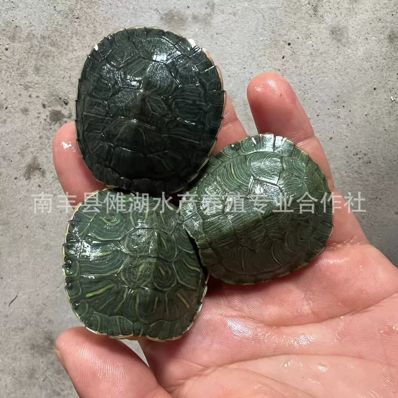 Бразильская черепахаPet turtle Brazilian turtle сеянцы большая Бразильская черепаха витрины многоцветный маленький черепашонок живой организм оптовая продажа