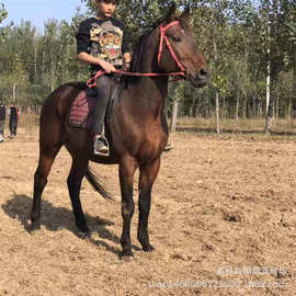 马出售哪里有卖马的景区用的马蒙古马小马驹怀孕母马一匹