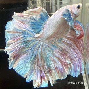 ���~̩������Ꭷ��Ů�鼆С�ͼ��װ��������^�p�~���B�ͻ�羳