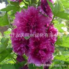 ���Ļ���*TM*�M����� �ذ�W�\�����N�� �л��ļ��N�׻�ܻ���