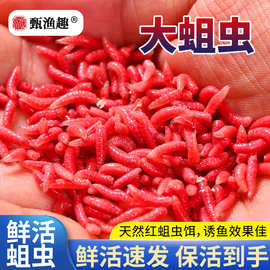 甄渔趣红蛆大盒活体鲫鱼饵红虫盒笔红蛆镊子鲤鱼活体红蛆虫底钓饵