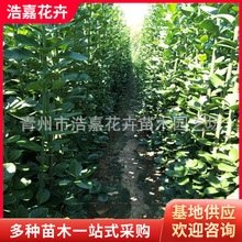 批发常绿灌木北海道黄杨 北海道黄杨报价 1.5-2米 规格全 价格优