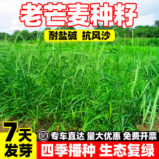 Old Wheatgrass Seeds, Alkali-Resistant Perennial Grass Seeds, Wind-Resistant and Sand-Resistant Soil Grass Seeds, Livestock Breeding Pasture Grass Seeds
