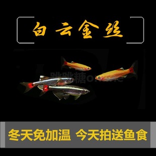 Baiyun Goldfish Золотая шелковая холодная вода для пресной воды рыба очаровательная великолепная золотая светильница рыба не нагревается зимой