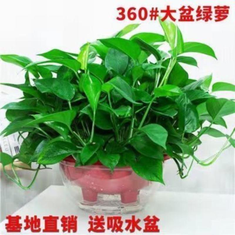 精品大红盆绿萝1带吸水盆
