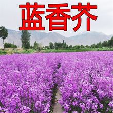 蓝香介种子四季种易活开花不断多年生庭院花海草花种子批发