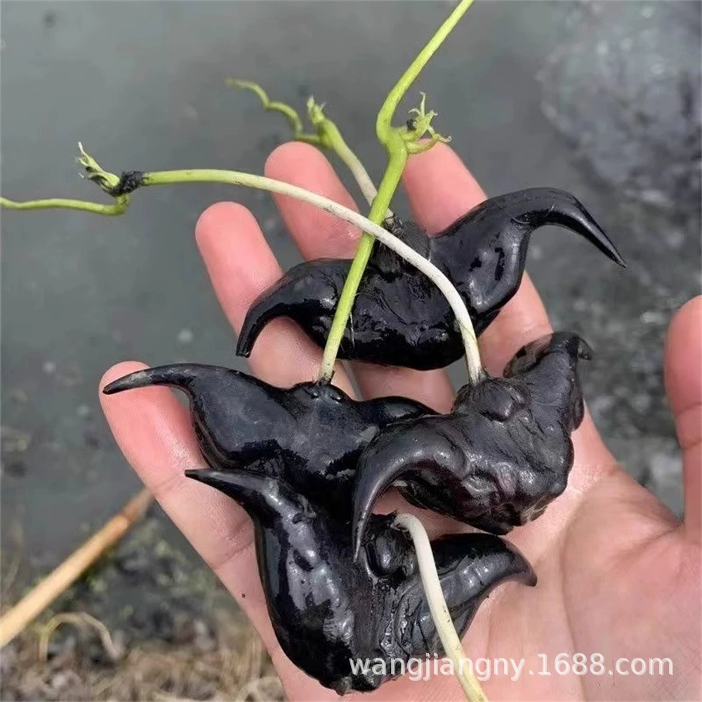 Вода красная вода каштана саженцы очень-большие зеленые растения Линцзяо семена выращивание пресной воды Супер-большие новые продукты даже семян водных краях и углах