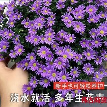 高山紫菀种子多年生宿根荷兰菊花籽耐寒耐旱好养植物高岭紫苑