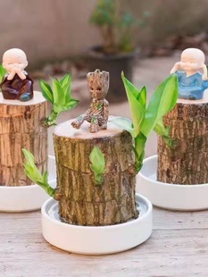 Hydroponic Plant Brazilian Wood Lucky Wood Flowering Groot Flower Indoor Balcony Summer Mosquito Repellent Green Plant Potted Plant Lucky