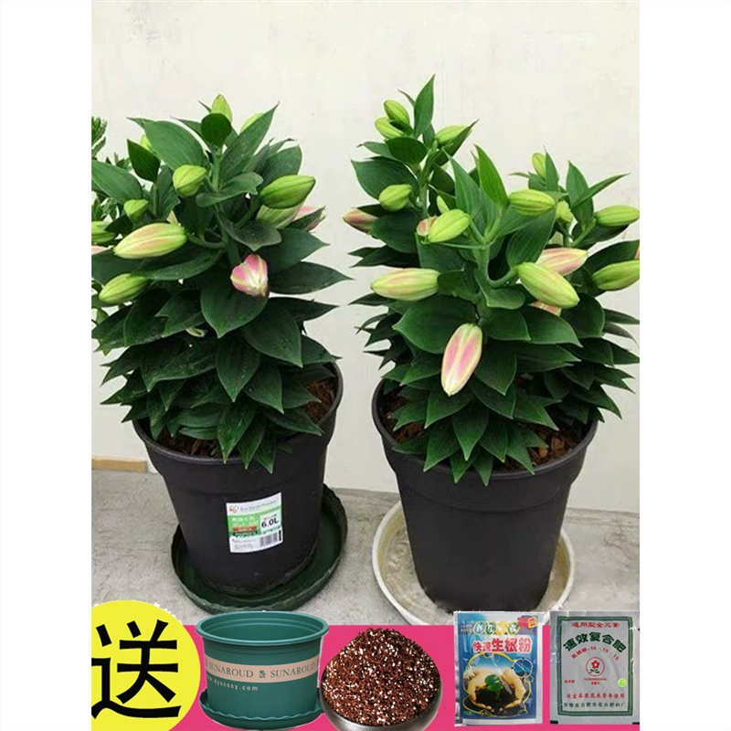 5 луковиц лилии цветут в любое время года, их легко выращивать и жить, комнатные цветы, парфюмерные лилии, свежие цветы, семена цветов в горшках.