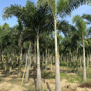 2411 Nursery Supply Foxtail Coconut Tree 2- 3m Rod Tall Bag Seedlings Container Seedlings Greening Planting High Survival