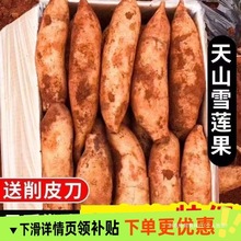 2025云南高原仙果当季新鲜水果天山雪莲现发挖果现脆甜雪中雪莲果