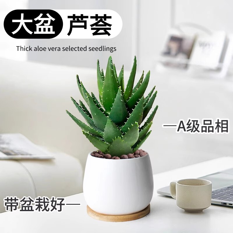 Large Potted Aloe Vera Potted Indoor Formaldehyde Removal Air Purifying Florals Easy to Grow Green Plants Desktop Cactus Succulents