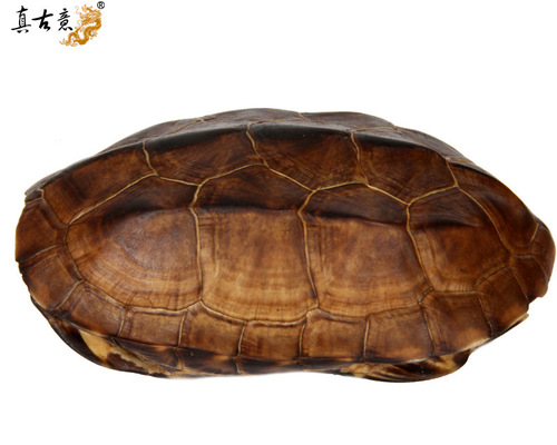 IYR7 Genuine Turtle Shell Craft Tool Decor Turtle Shell Craftsmanship Turtle Shell Copper Coin Home Carry-on Items