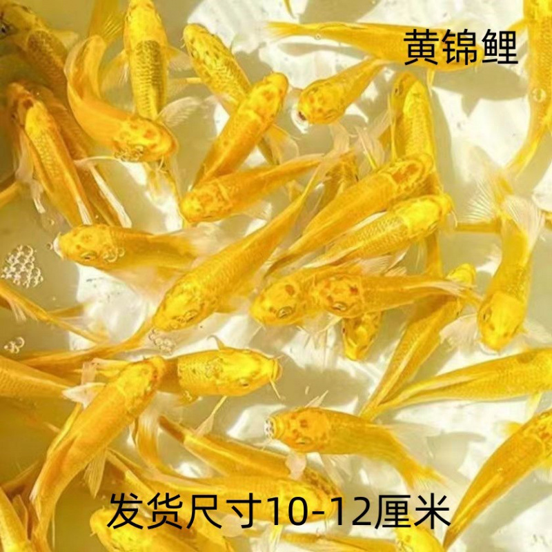 観賞魚、黄色の鯉、金魚、活魚、鯉、冷水魚、小型の淡水魚、飼育しやすい、耐久性のある黒鯉|undefined