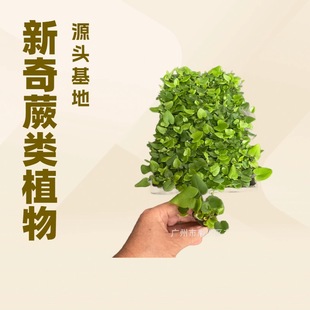 Miniature Landscape Plant Potted Wish Fern Seedlings DIY Aquatic and Terrestrial Tank Landscaping Ferns Ecological Tank Green Plants Evergreen All Seasons