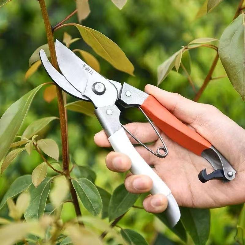 跑江湖货源薄利走量园林工具修树枝剪刀红白胶柄红梅果枝剪