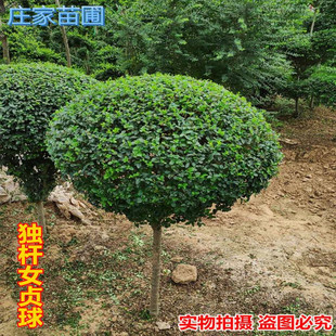 ������С�~Ůؑ�ߗU���͘��ļ��L��ֲ��ͥԺС�^�e�����^�Gֲ����