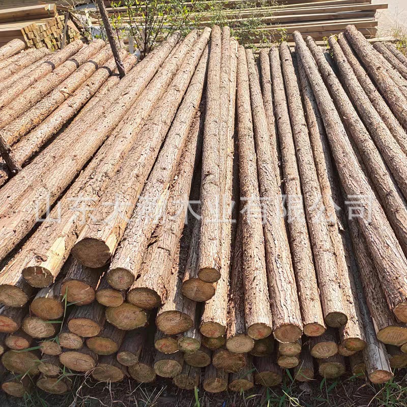 松木樁打樁木杉木戶外河道護岸原木綠化支撐桿防汛木樁圓木杉木桿