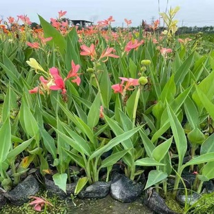 Aquatic Plants, Crinum Latifolium, Garden Pond Greening Florals, Wholesale Wetland Water Purification