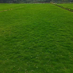 ���ش������۲�ƺ��Ƥ�첥�ݷN�Y�|�����`̤