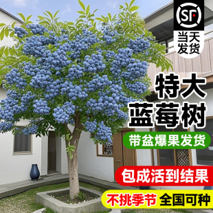 �ش��{ݮ��������Ԏ���L25�{÷�ϱ����ļ�ˮ������ͥԺ�̨�Nֲ