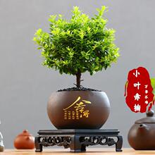 ��z�ľС�~����Ϙ��辰��ֲ�ﻨ���k���҃��ļ�����Gֲ����
