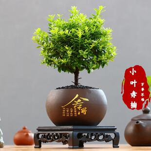 ��z�ľС�~����Ϙ��辰��ֲ�ﻨ���k���҃��ļ�����Gֲ����