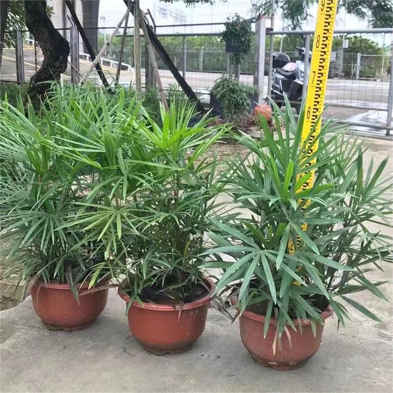 棕竹 细叶棕竹小叶棕竹大叶棕竹大量批发-阿里巴巴