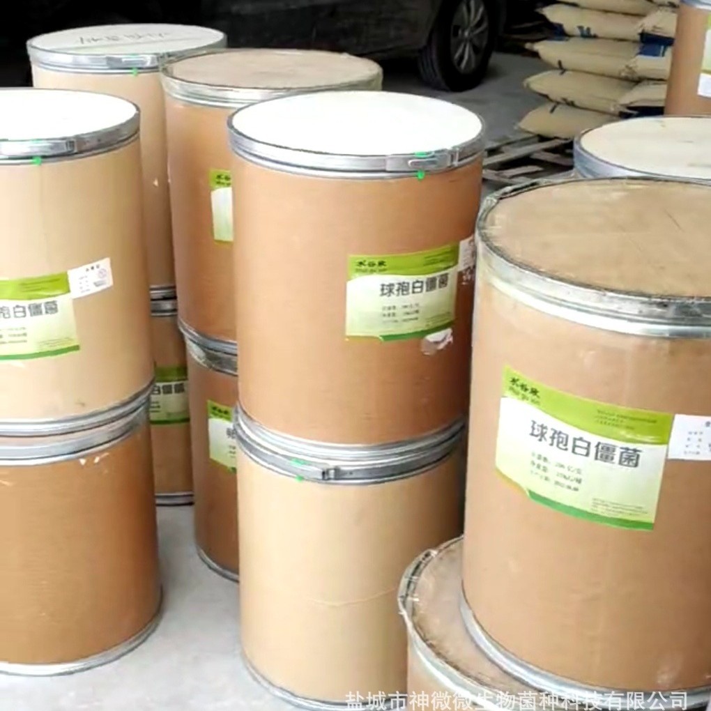 【水谷欣】白僵菌 球孢白僵菌 卵孢白僵菌  200亿原粉 25公斤批发